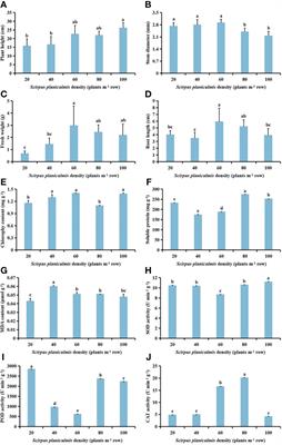 Protective enzyme activity regulation in cotton (Gossypium hirsutum L.) in response to Scirpus planiculmis stress